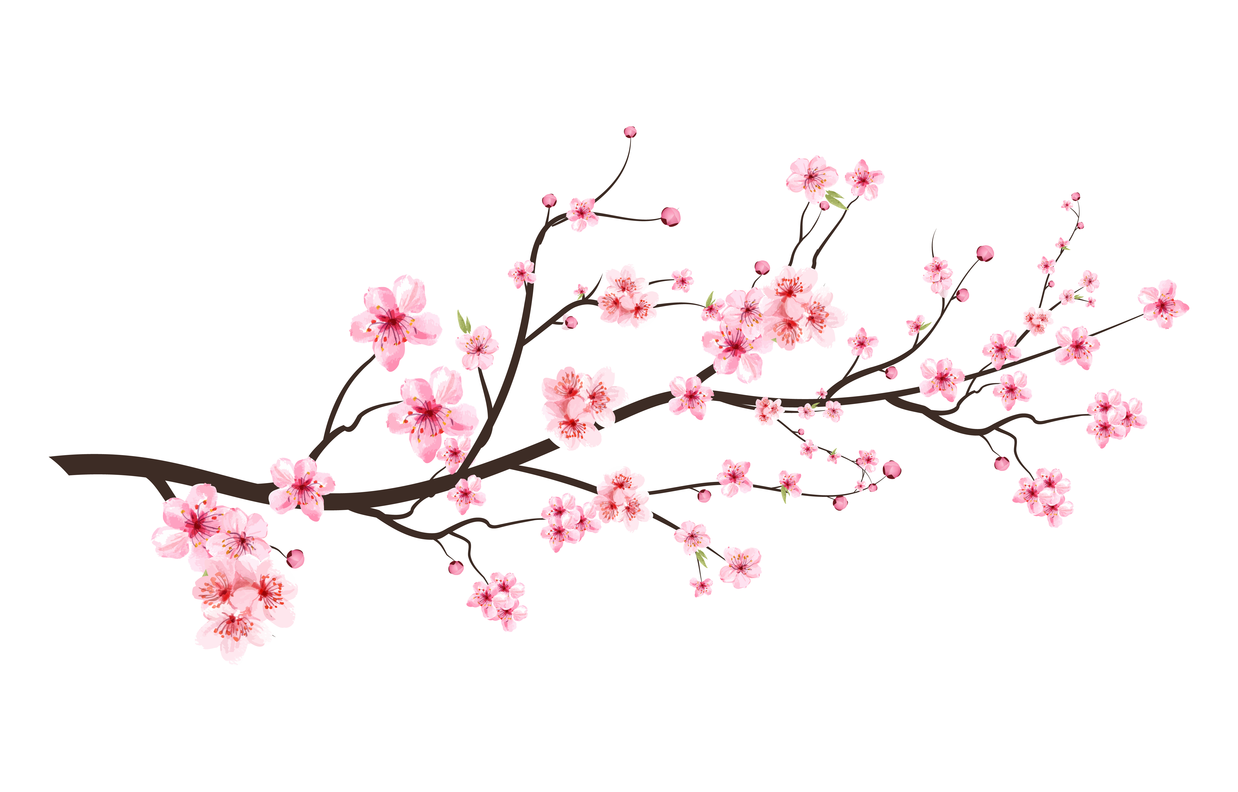 Branche de cerisier